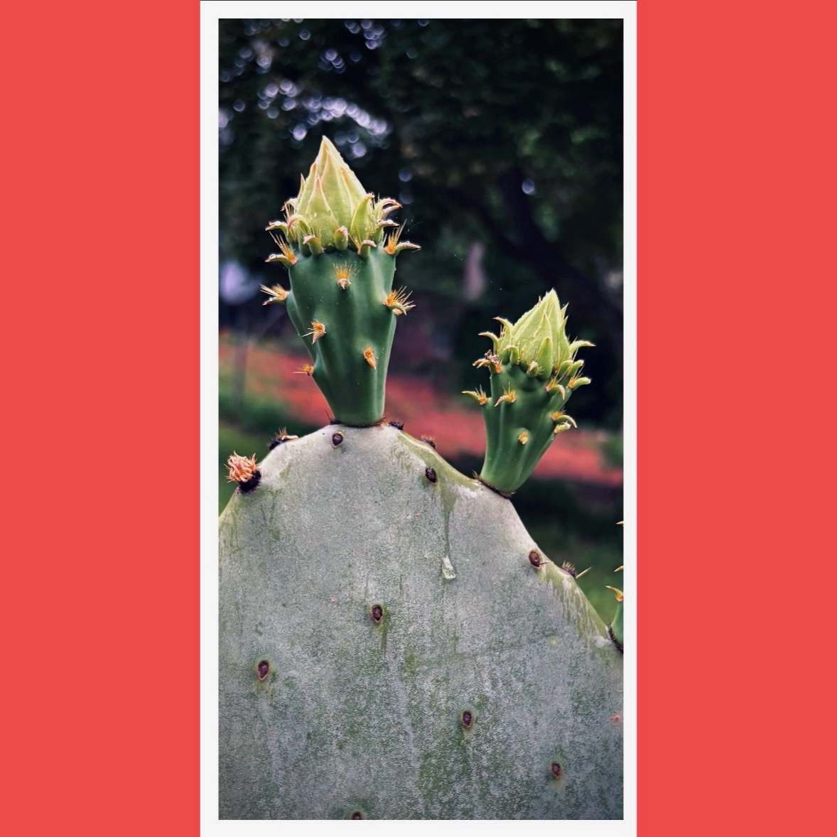 Photograph of cactus blossoms, May 1, 2025.
