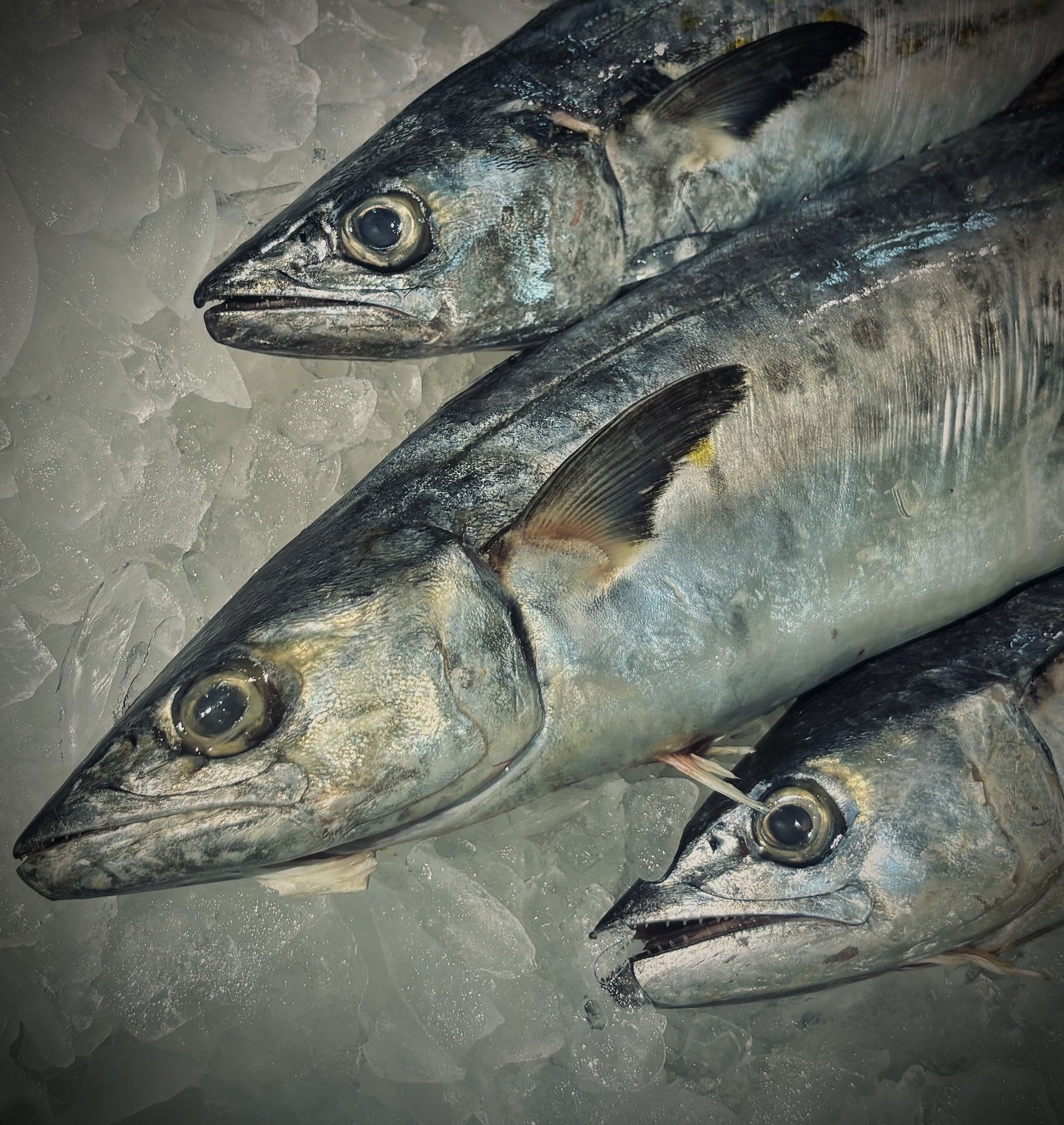 Photograph of fish on ice, June, 2026.