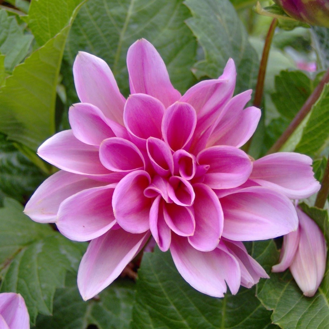 A Pink Dahlia