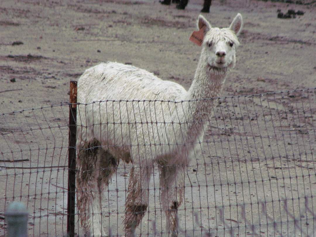 Alpaca in the rain-1