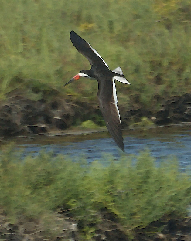 Black Skimmer