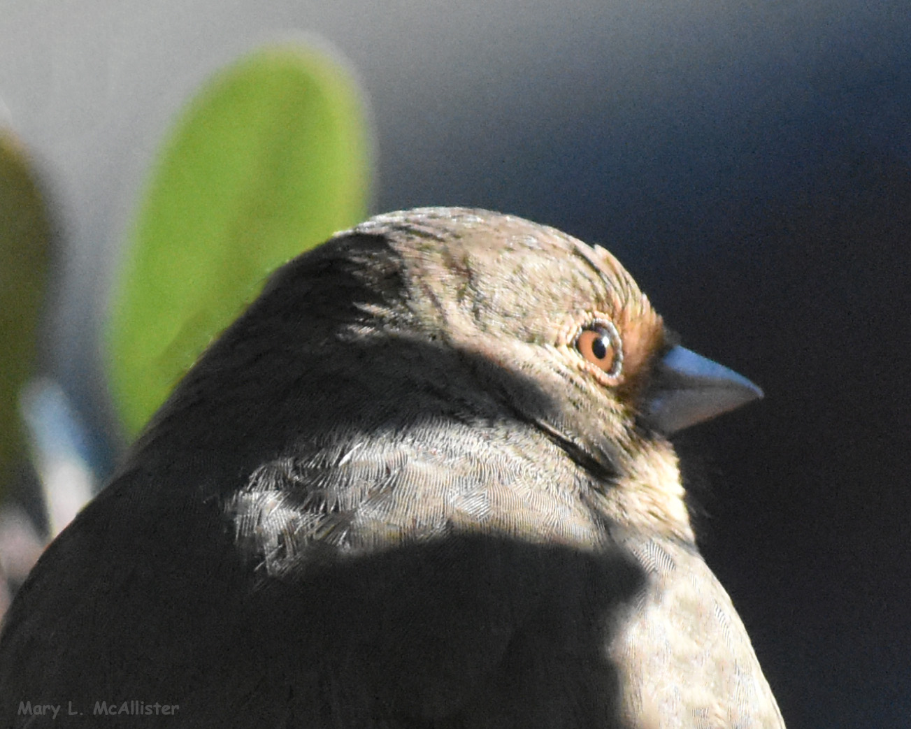 California Towhee