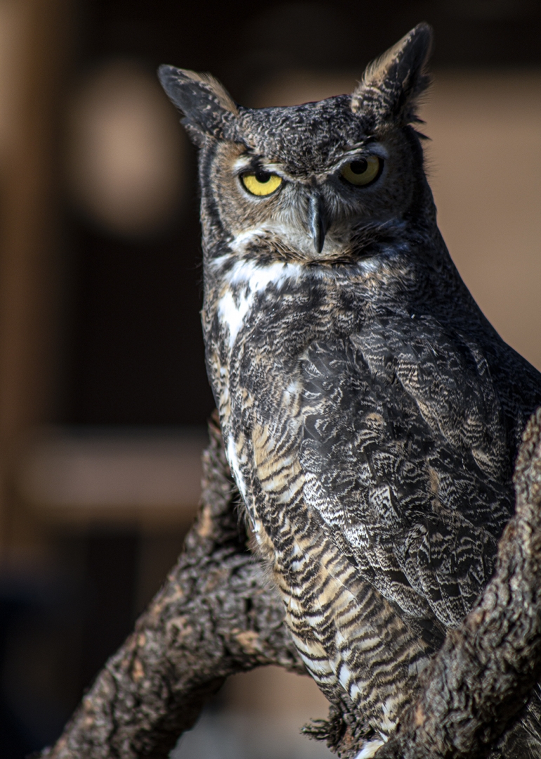 Great Horned Owl