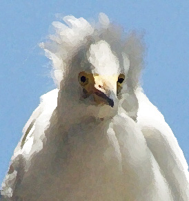 Egret 6