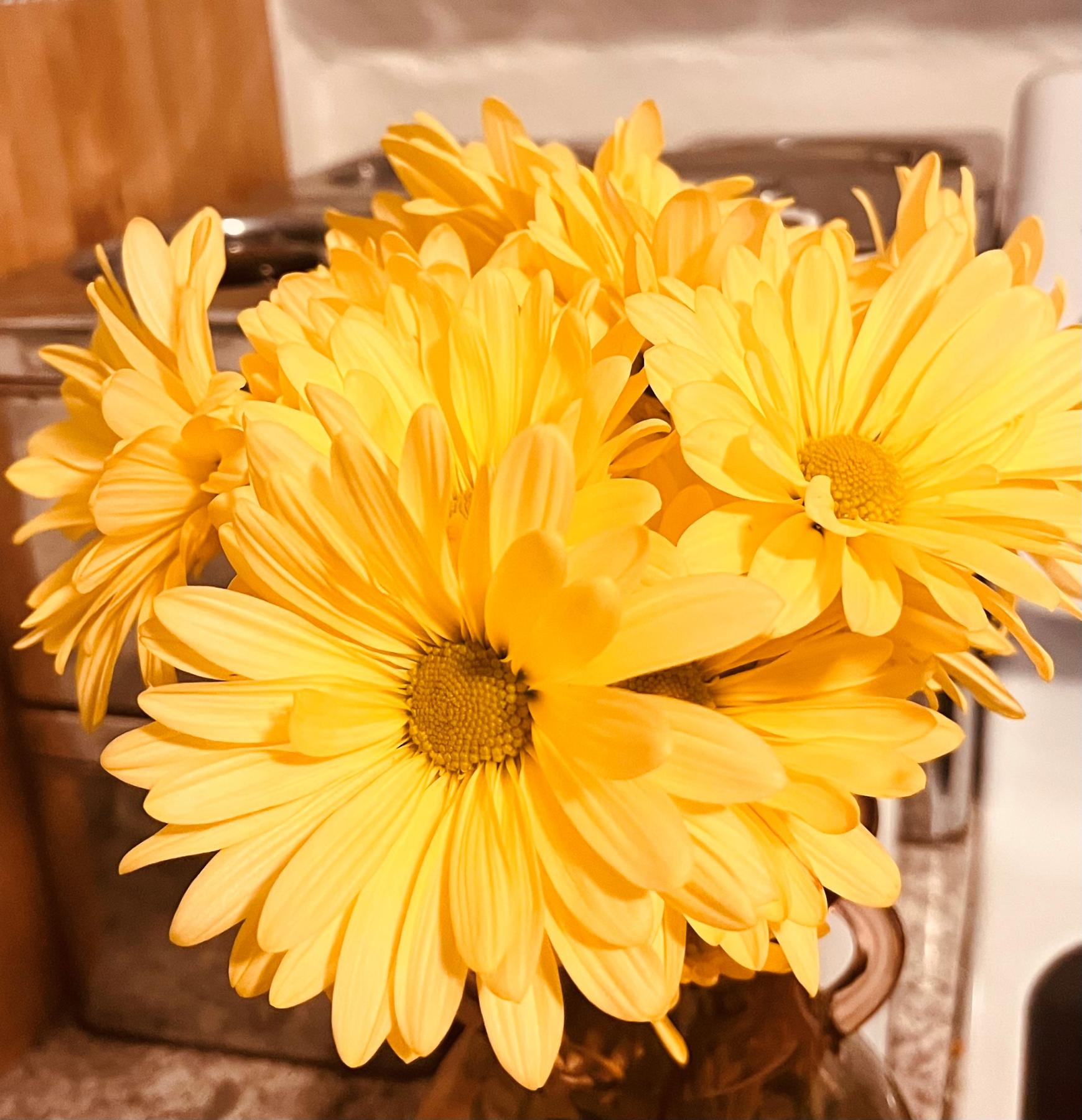 yellow daisies in a vase