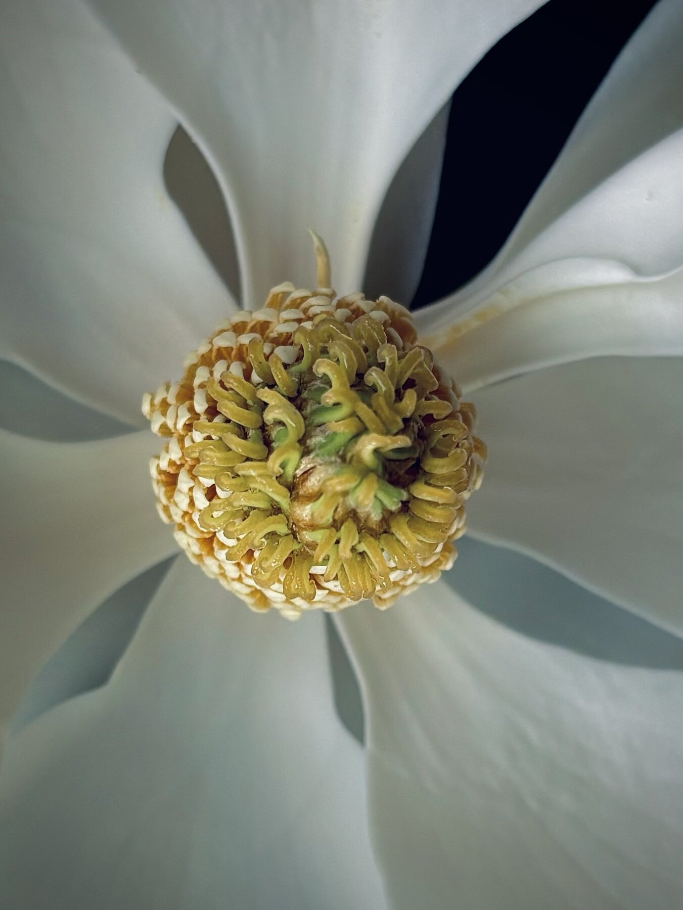 Photograph of magnolia blossom, June 20, 2026.
