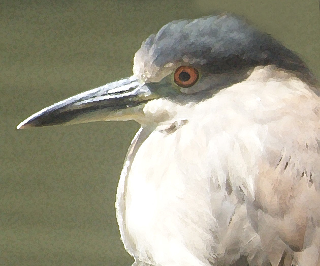 Night Heron