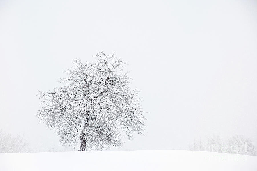 Standing Strong Apple Tree in a Blizzard 