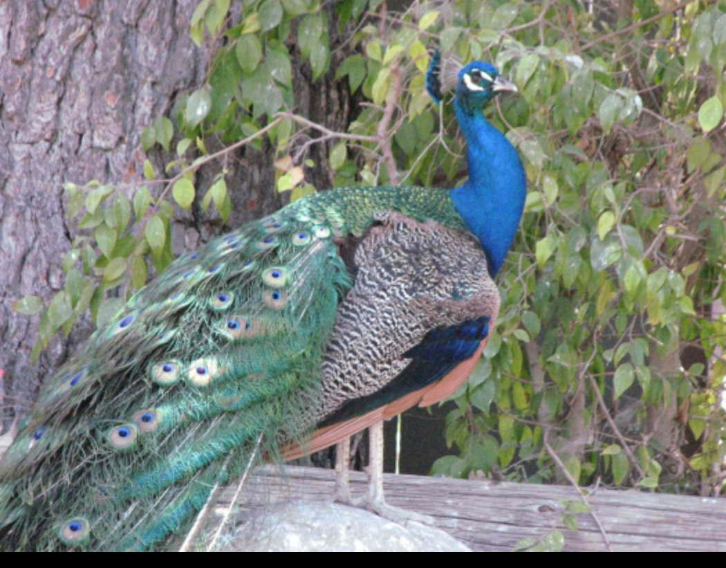 Peacock at KOA Santa Paula