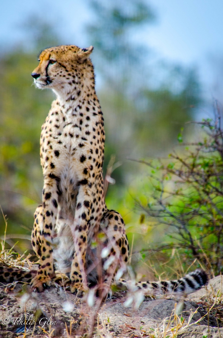 Leopard Pose