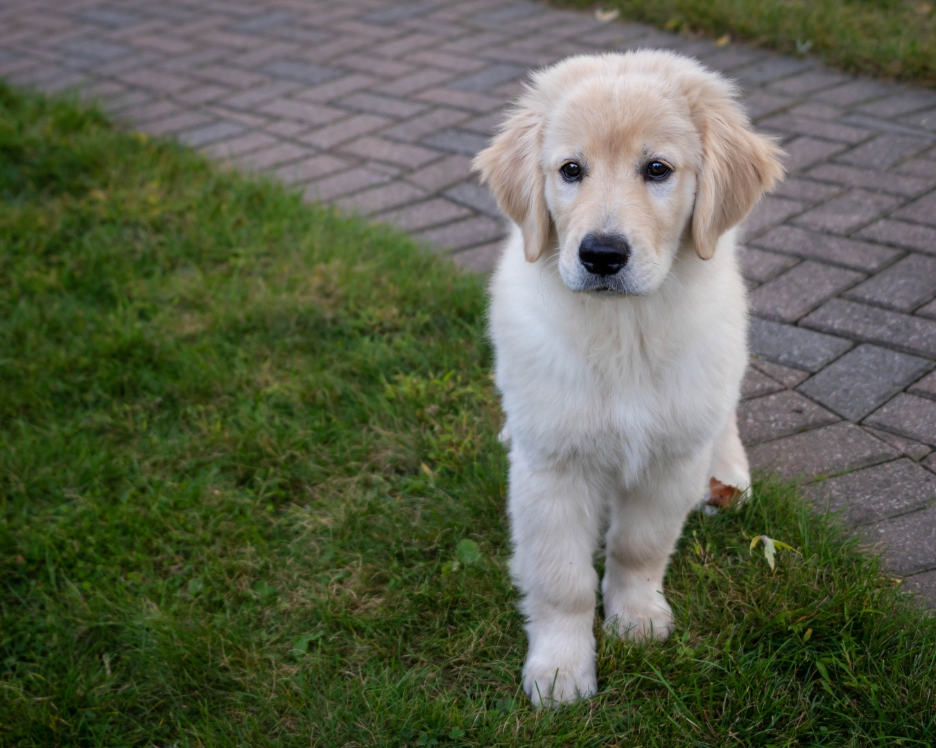 Ticonderoga Pup