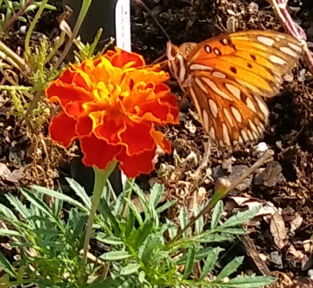 Butterfly feeding