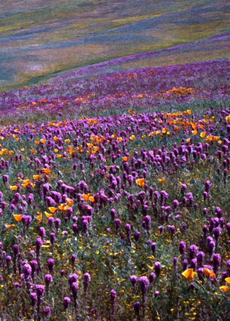 WILDFLOWERS LEONA VALLEY