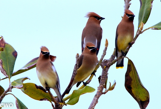 5th Annual Exhibit 4 Waxwings