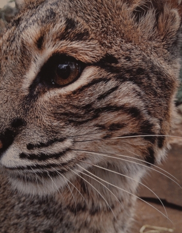 3rd Annual Exhibit Bobcat