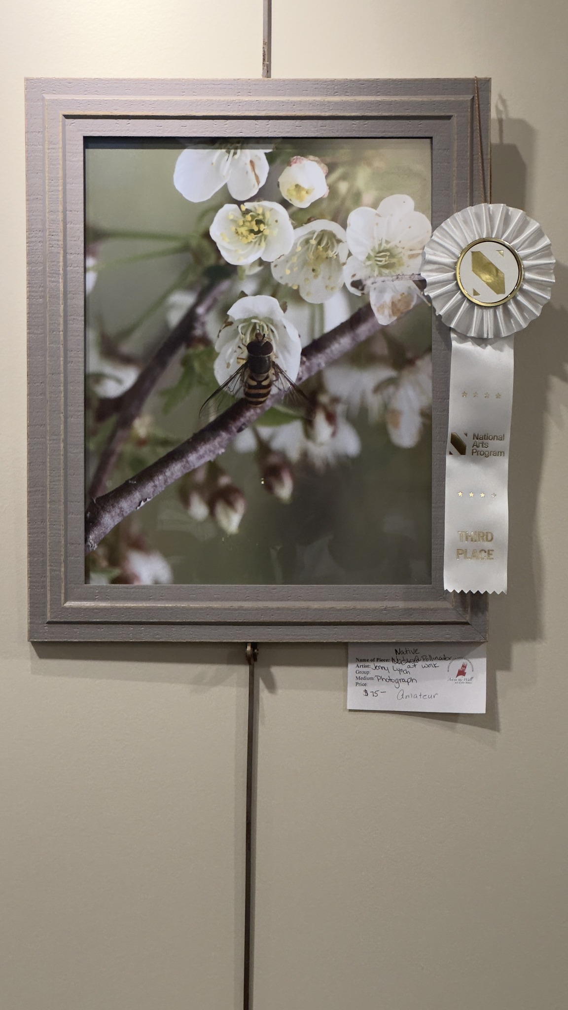 Native Pollinator at Work