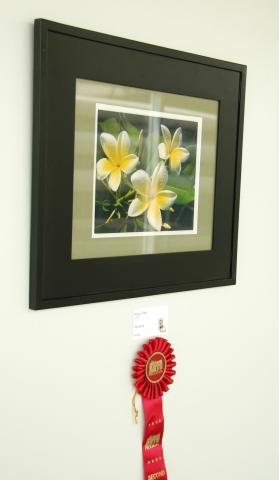 6th Annual Exhibit Plumeria