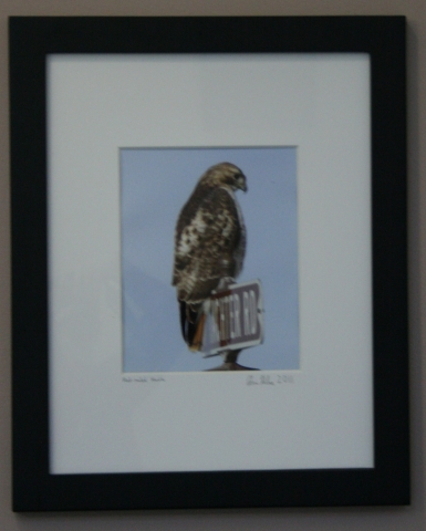 6th Annual Exhibit Red Tailed Hawk