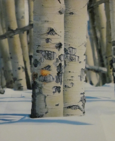 5th Annual Exhibit Winter Aspens