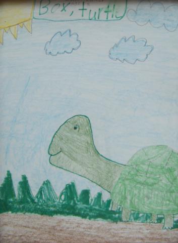 5th Annual Exhibit Box Turtle