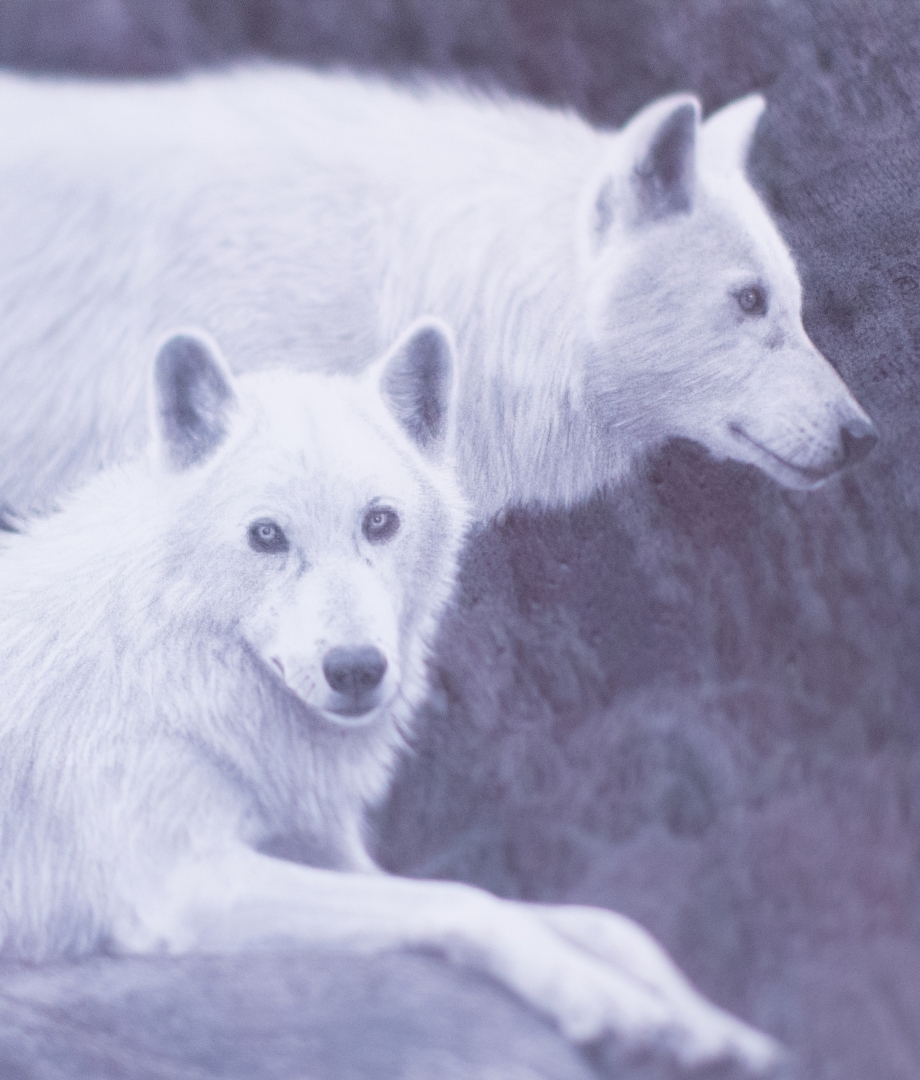 11th Annual Exhibit The Lookouts