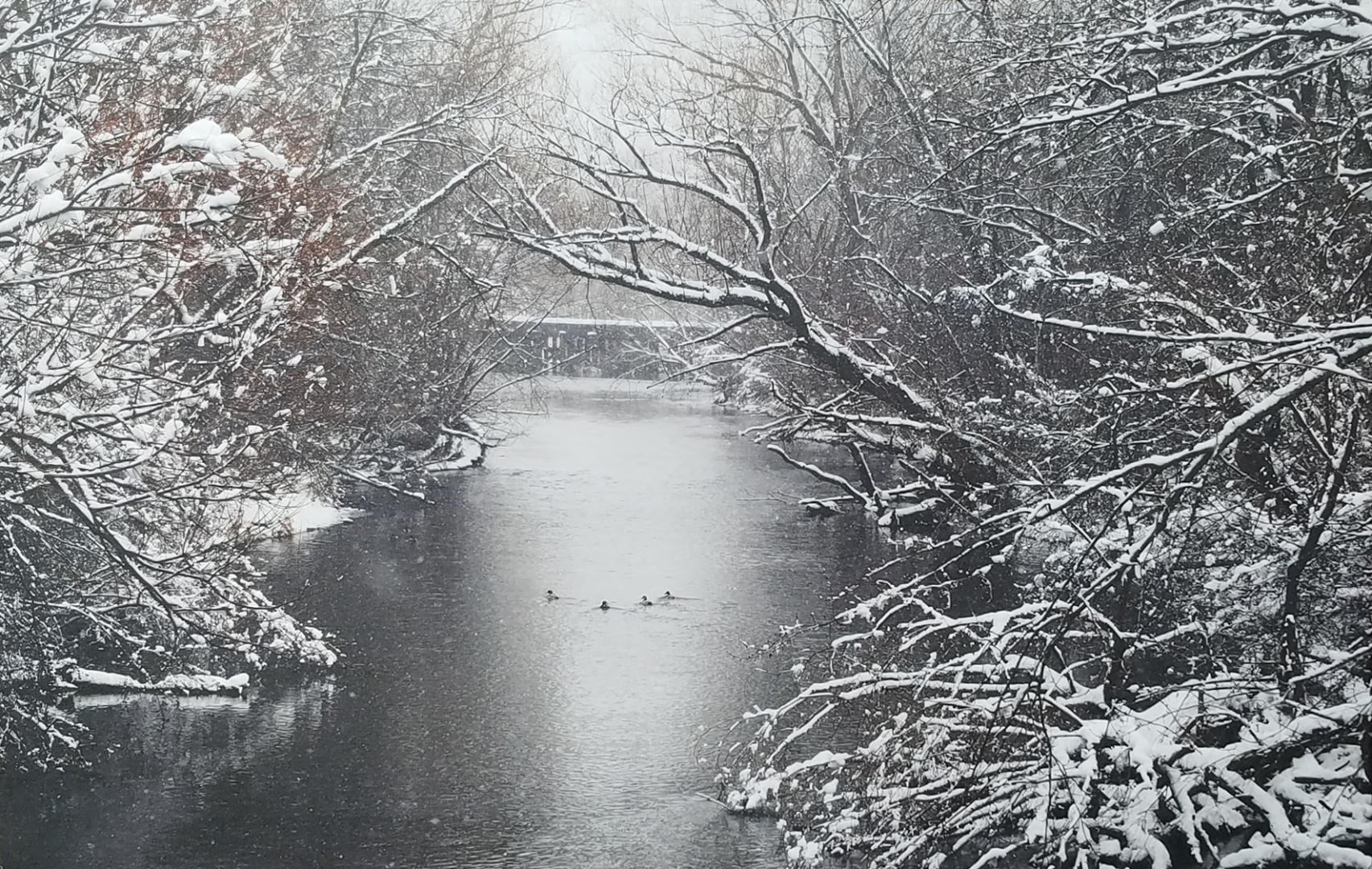 4th Annual Exhibit River Ducks