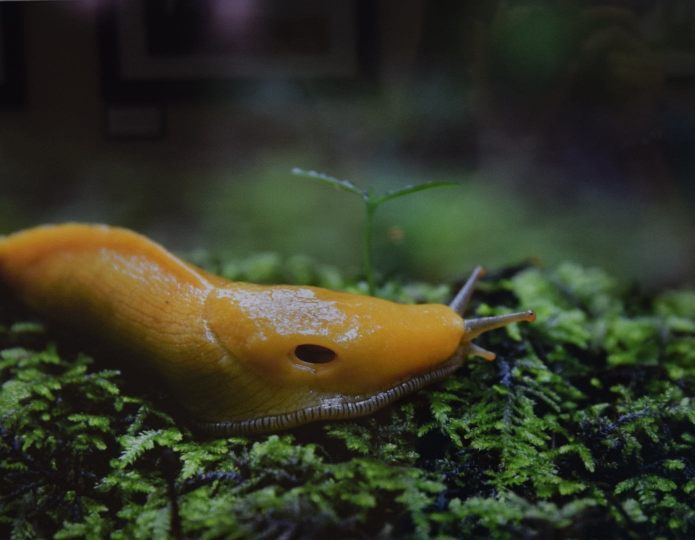 8th Annual Exhibit Forest Floor