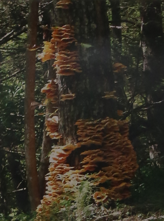 7th Annual Exhibit Fun Gus