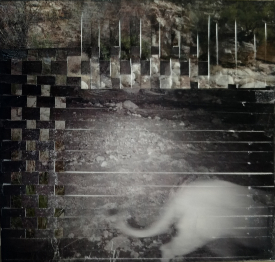 8th Annual Exhibit Intersecting Night & Day; puma concolor