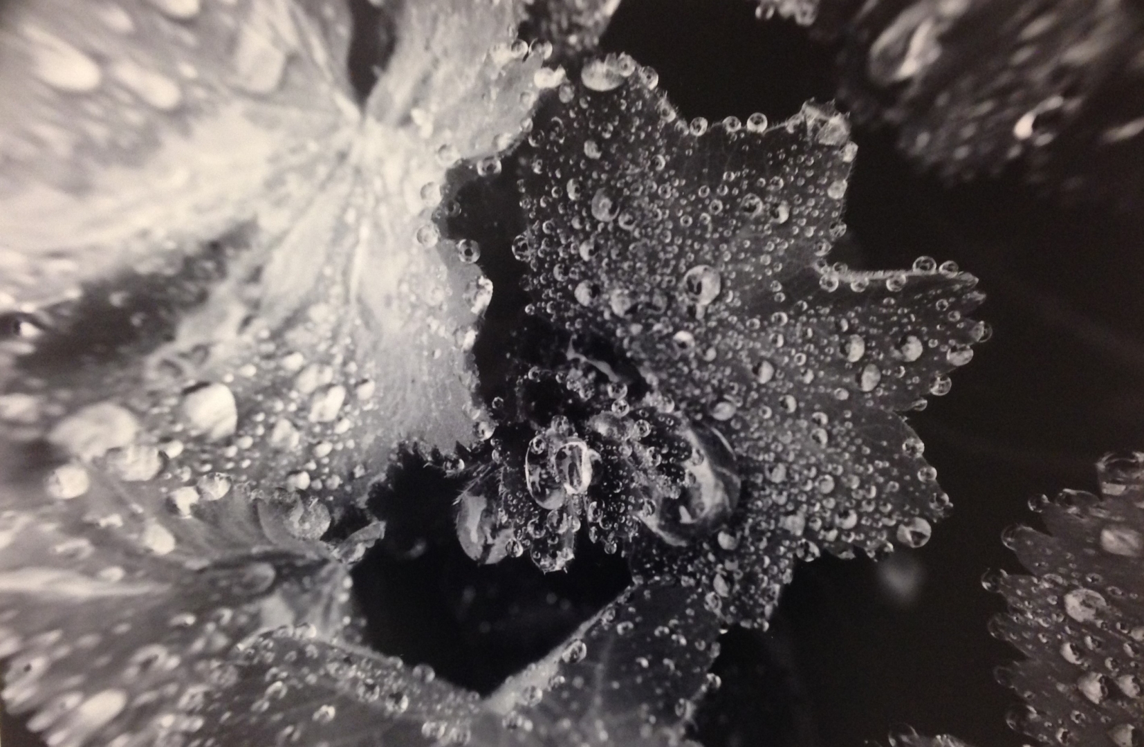 13th Annual Exhibit Rain