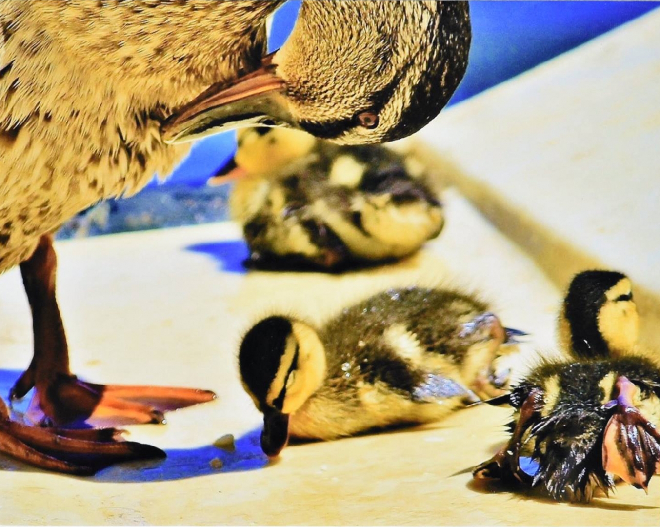 8th Annual Exhibit Mother's Watchful Eye