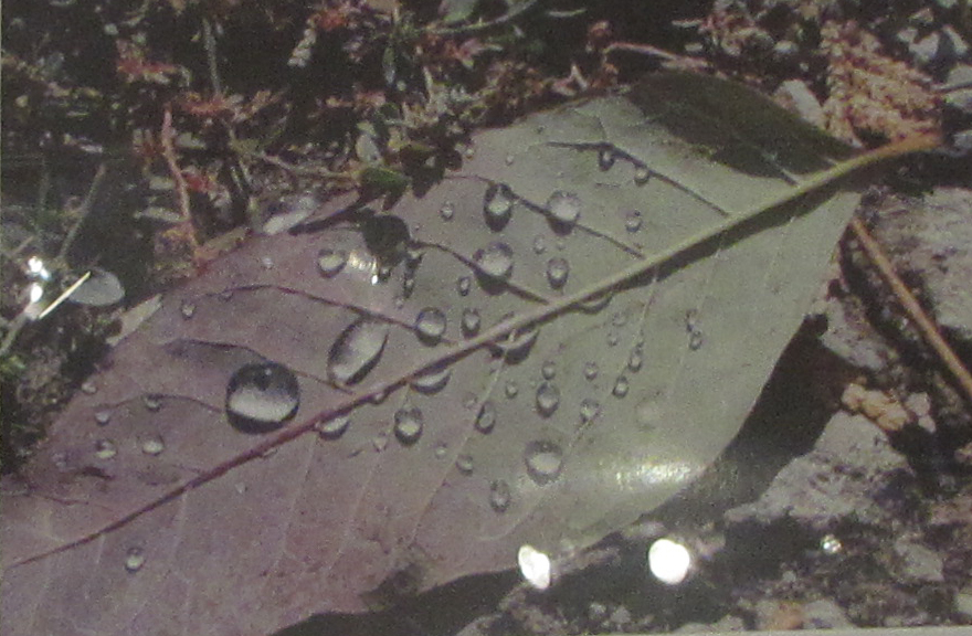 18th Annual Exhibit Simple Beauty