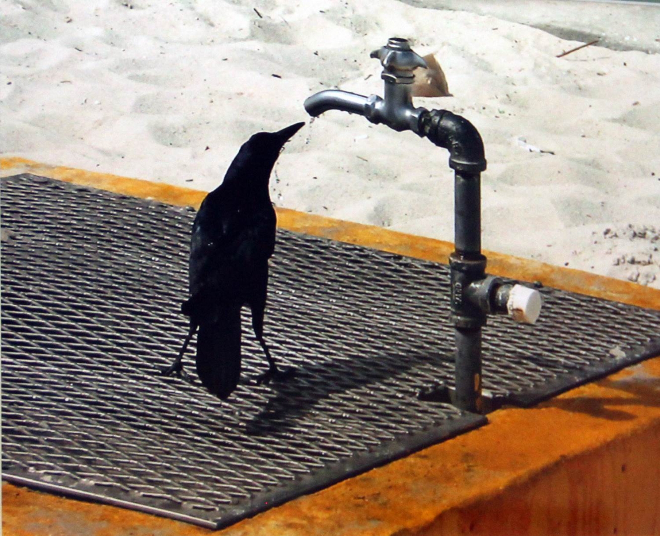 26th Annual Exhibit Thirsty Bird