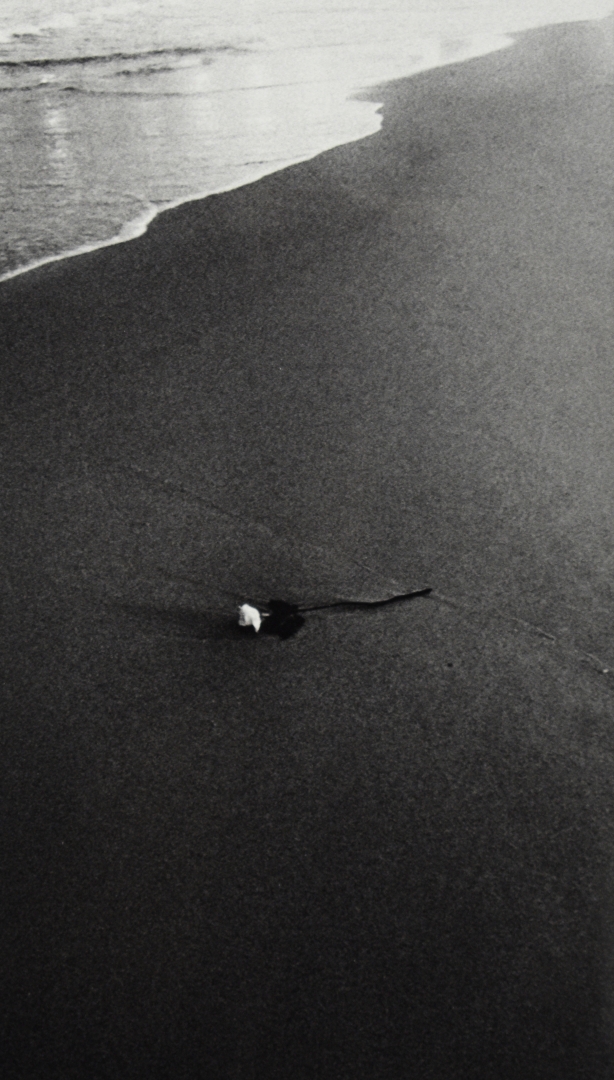 9th Annual Exhibit Uma Rosa Para Lemanja