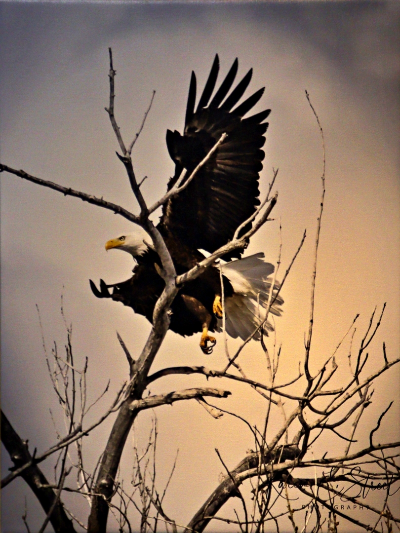 12th Annual Exhibit Freedom