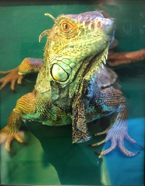 14th Annual Exhibit Jade